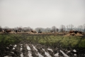 romana-marie-jokelova,-ii---s-petrem-v-ceske-lipe-foceno-fotoaparatem-1.jpg
