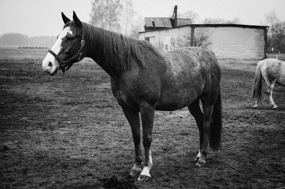 romana-marie-jokelova,-ii---s-petrem-v-ceske-lipe-foceno-fotoaparatem-4.jpg