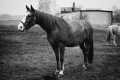 romana-marie-jokelova,-ii---s-petrem-v-ceske-lipe-foceno-fotoaparatem-4.jpg