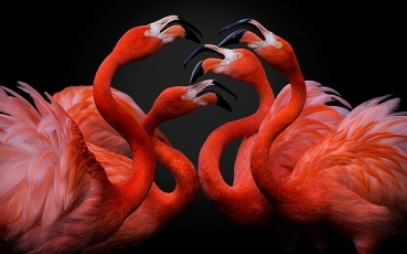 Pedro-Jarque,-Spain,-Entry,-Open,-Nature-Wildlife,-2016-Sony-World-Photography-Awards