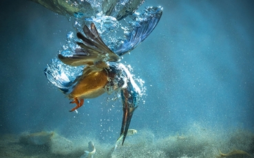 cffu-gold-medal---petar-sabol-(croatia)----the-kingfisher.jpg