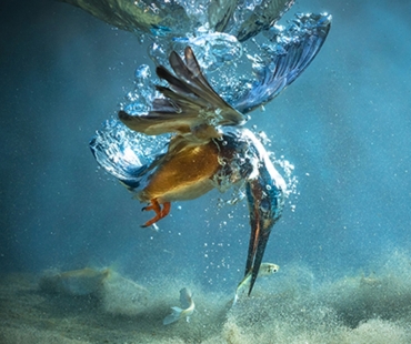 cffu-gold-medal---petar-sabol-(croatia)----the-kingfisher.jpg