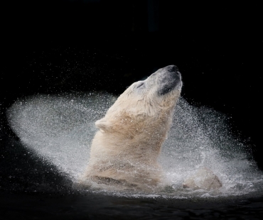 Michaela_Šmídová_Czech_Republic_Winner_Open_Nature and Wildlife_2016 Sony World Photography Awards