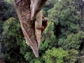 Tim Laman, USA, fotící pro National Geographic, Těžké časy orangutanů, World Press Photo 2015