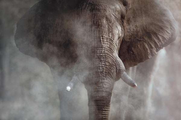 african-elephant-ii.jpg