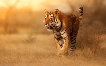 the-tiger.jpg