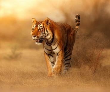 the-tiger.jpg