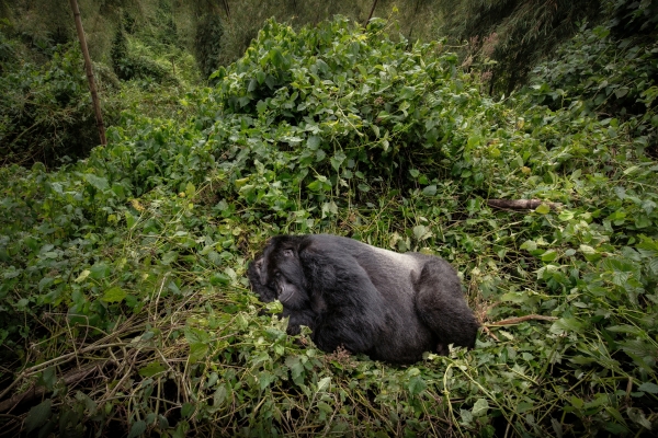 mountain-gorilla-sleeper.jpg