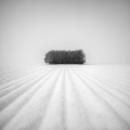 Martin Rak