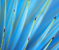 DETAILY NATURA