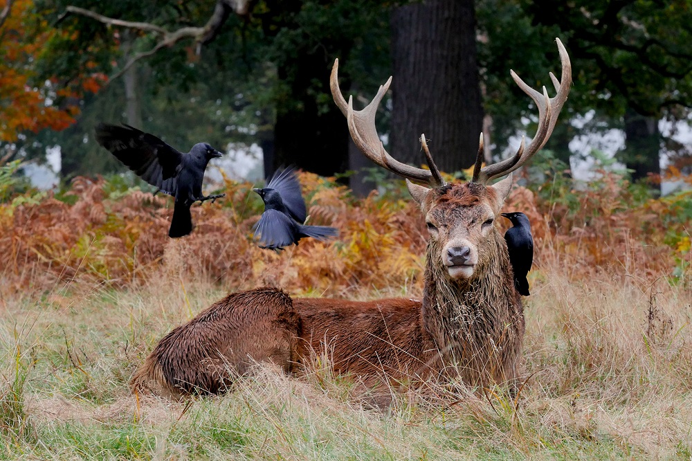 -liam-thomson,-uk,-entry,-open-competition,-wildlife,-2017-sony-world-photography-awards.jpg