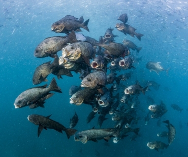-noel-guevara,-the-philippines,-entry,-open-competition,-wildlife,-2017-sony-world-photography-awards.jpg