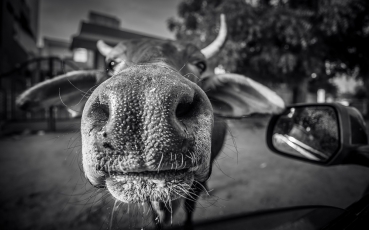 Magdaléna Straková, Cows Life In India_4