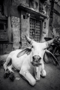 Magdaléna Straková, Cows Life In India_2