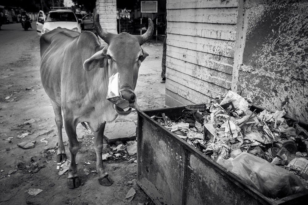 Magdaléna Straková, Cows Life In India_7