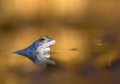 Michal Fuglevič, Skokan ostronosý (Rana Arvalis)