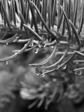 04-veronika-kocianova-rain-4.jpg