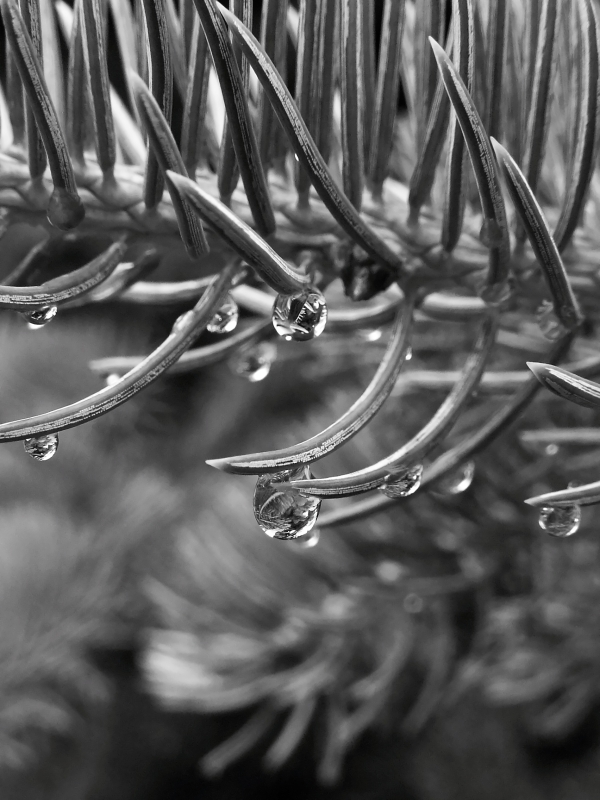 04-veronika-kocianova-rain-4.jpg