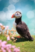 fendek--ie-(wild-atlantic-puffin).jpg