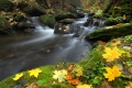 forest-stream---autor-petr-strasensky.jpg