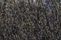 jiri-durdik-bazina(moorland)-6.jpg