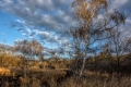 jiri-durdik-bazina(moorland)-7.jpg