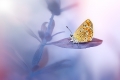 kristian-potoma---butterfly.jpg