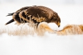 kristian-potoma---eagle-with-his-prey.jpg
