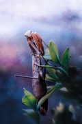 kristian-potoma---mantid.jpg