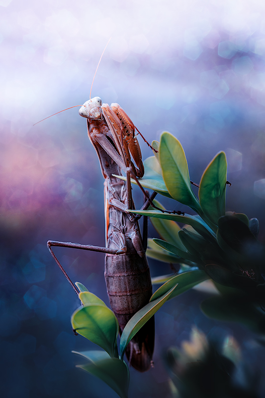 kristian-potoma---mantid.jpg