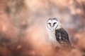 kristian-potoma---owl.jpg