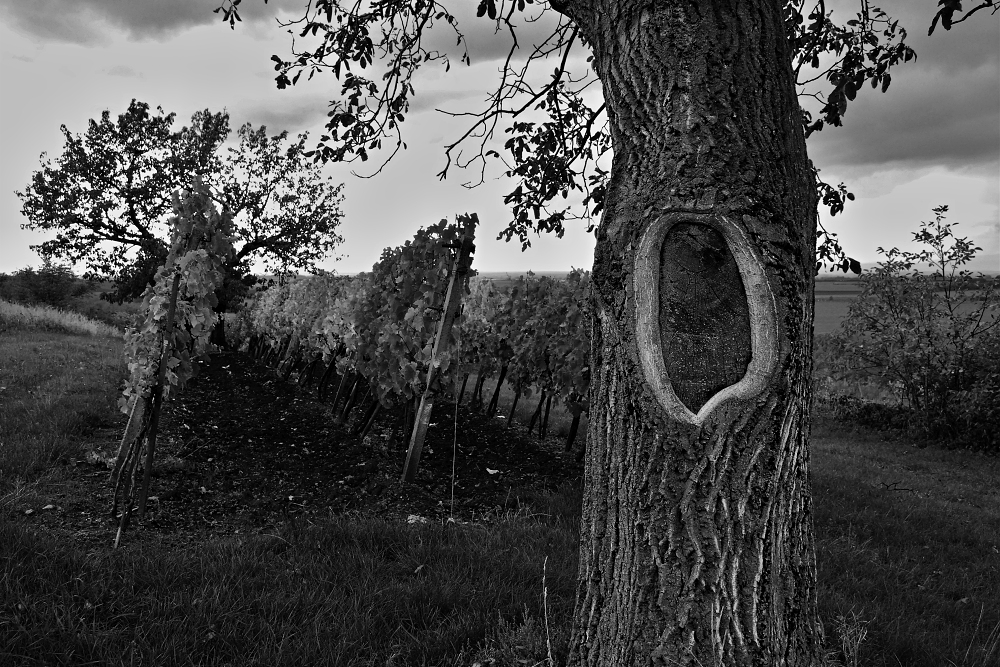 ladislav-mrkva03.jpg