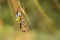 Vondráček Jiří, nephila-senegalensis-(01).jpg