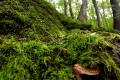 one-step-higher-(nikola-havranova,slovakia).jpg