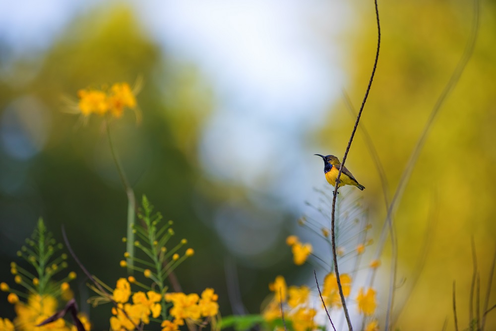 sunbird-patrik-stanek.jpg