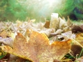 the-touch-of-sunlight-(nikola-havranova,slovakia).jpg