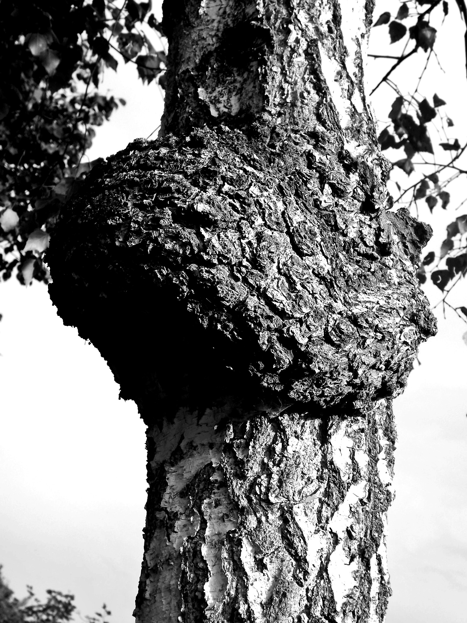 together-as-one-(nikola-havranova,slovakia).jpg