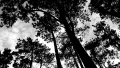 until-the-sky-(nikola-havranova,slovakia).jpg