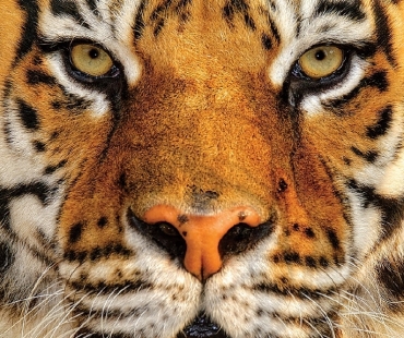 Simone Sbaraglia, Bengal Tiger