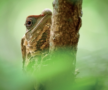 Michal Krause, Lyriocephalus scutatus 