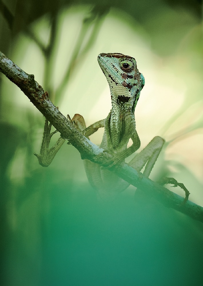 Michal Krause, Otocryptis wiegmanni 