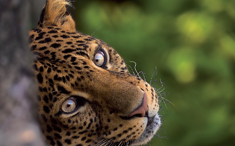 Levhart jávský, ZOO Praha, Olympus OM D E-M1_300mm F4 PRO , f4, ISO 800, 1_1000 s