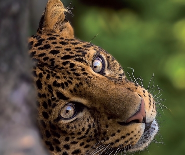 Levhart jávský, ZOO Praha, Olympus OM D E-M1_300mm F4 PRO , f4, ISO 800, 1_1000 s