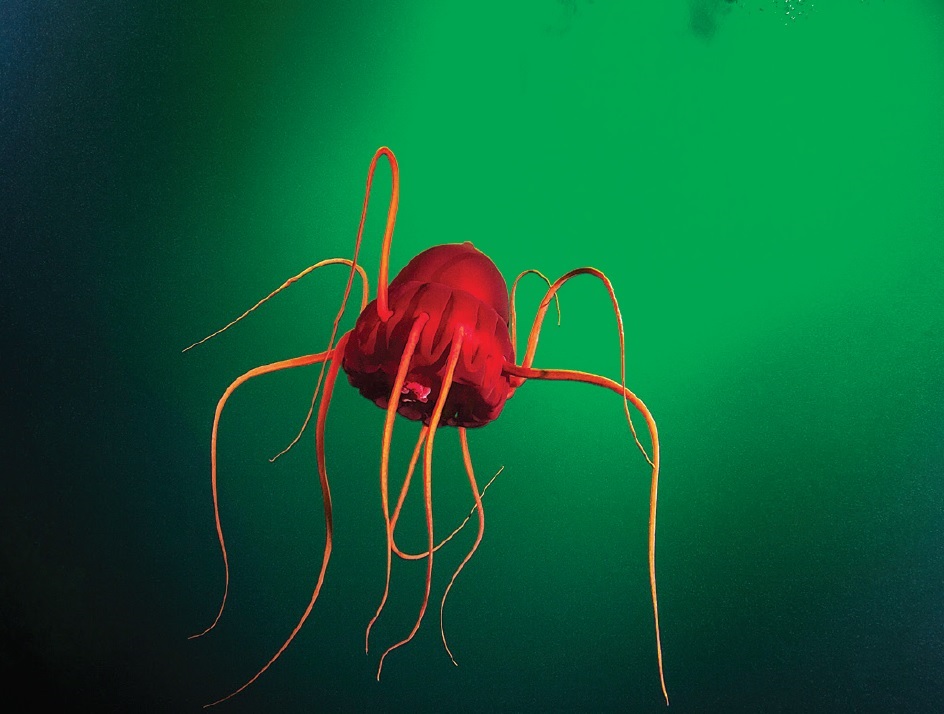 Periphylla periphylla, medúza, která vypadá jako helma (a někdy se tak i nazývá), obvykle žije pouze v hlubokých mořích. V poslední době se začala vyskytovat i v některých fjordech v Norsku a dokonce jí můžete vidět i v šelfových pobřežních vodách. 