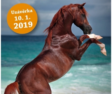 Soutěž Obraz koně, Foto: Magdaléna Straková