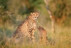 Gepard štíhlý, Tshukudu Game Reserve, JAR