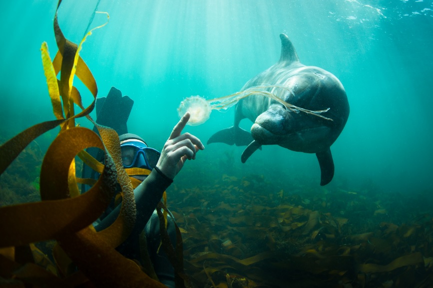 george-karbus-delfin.jpg