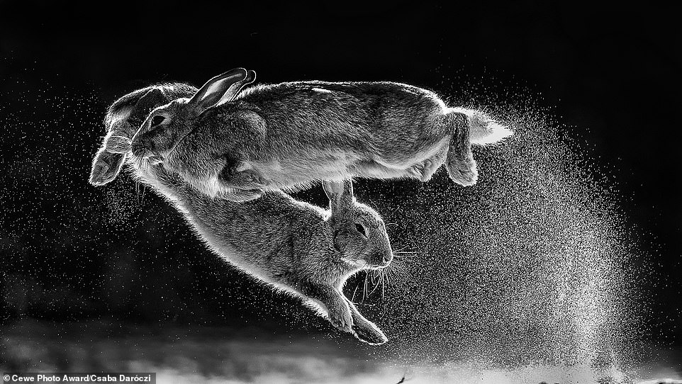 18963610-7507883-nature-category-winner-this-close-up-of-a-pair-of-rabbits-jumpin-a-57-1569514409983.jpg
