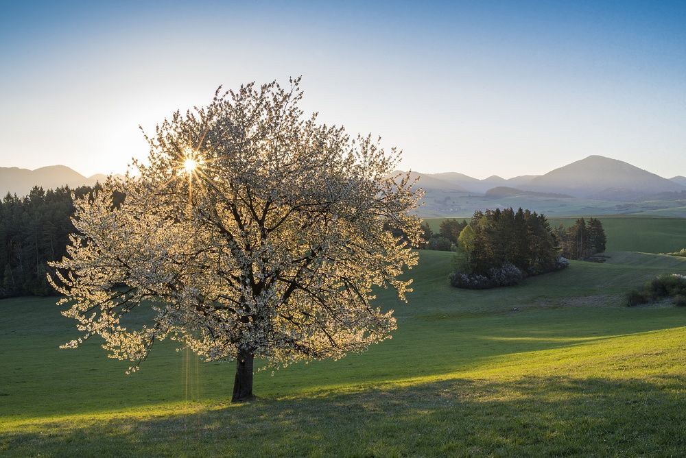 krasy-jara,-foto-radim-ziman.jpg