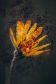 motylci,-foto-vera-smolikova.jpg